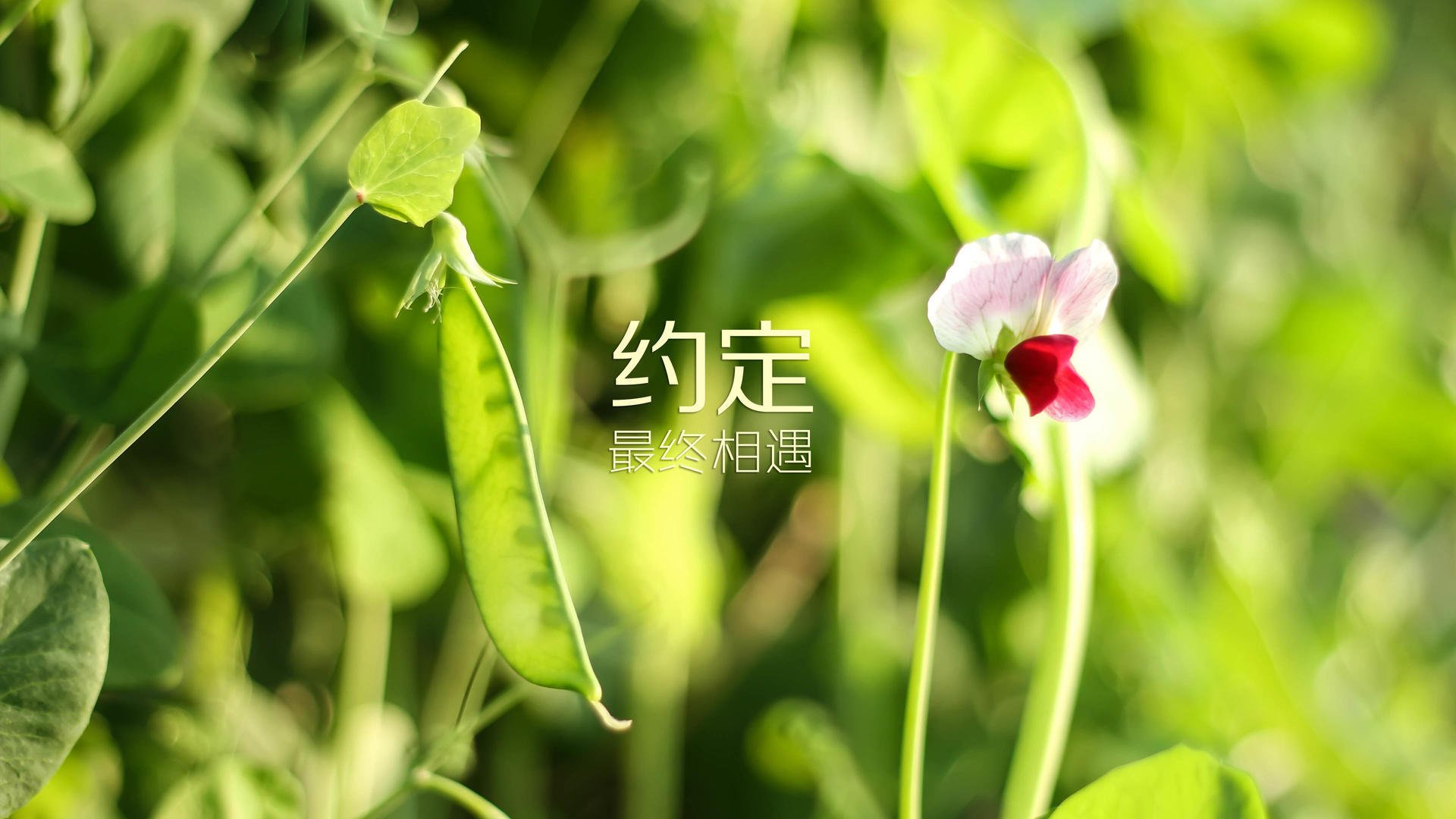马竞主场告捷，领先积分榜第二名分，马竞精选