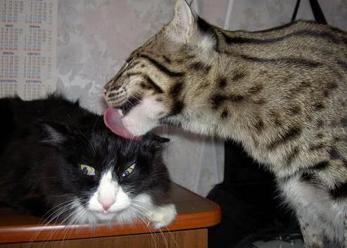 体育明星进校园活动受师生欢迎，体育明星为主题的海报