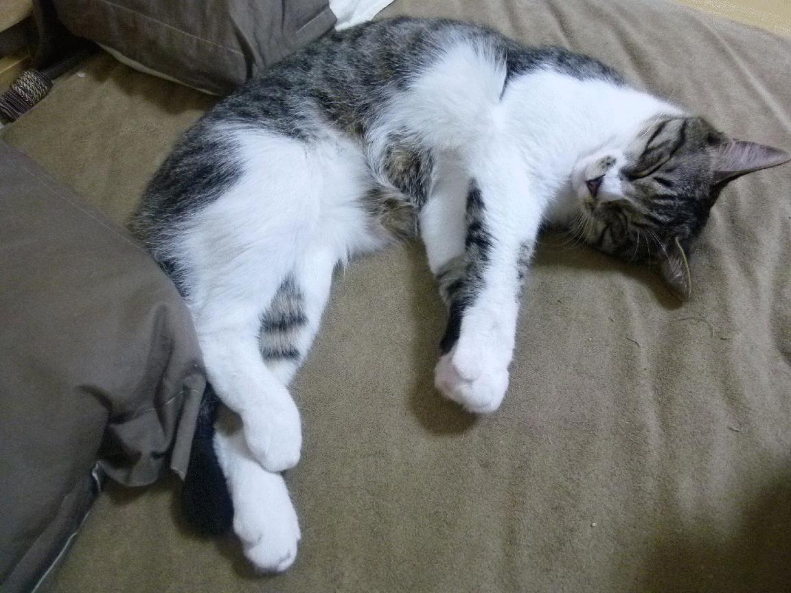 全球青少年足球培训项目不断扩大，培养未来足球巨星，青少年足球培训计划方案