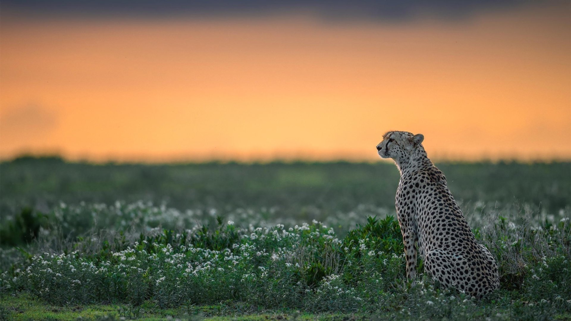 意甲超级配合：瞬间撕裂对手防线的绝技，意甲争议60秒