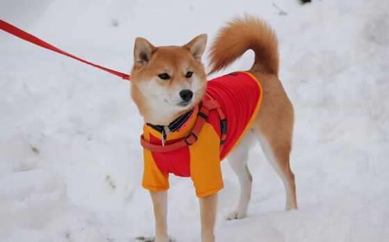 爱游戏娱乐-篮球进校园成果展示会举行学生团队配合赢得观众掌声，学校篮球比赛开幕式致辞
