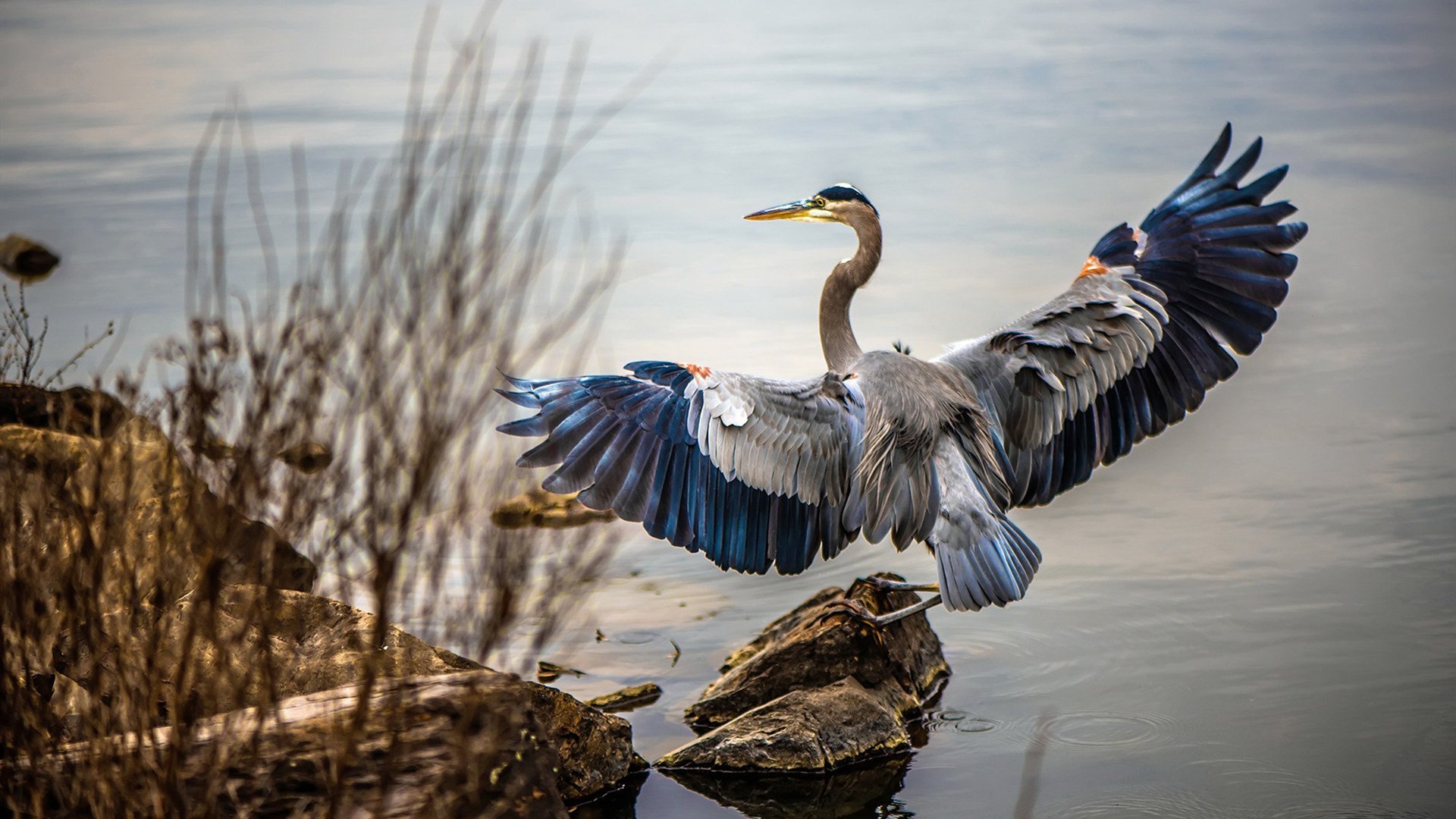 蛙泳选手划幅扩大，动作更流畅，蛙泳划手路线图