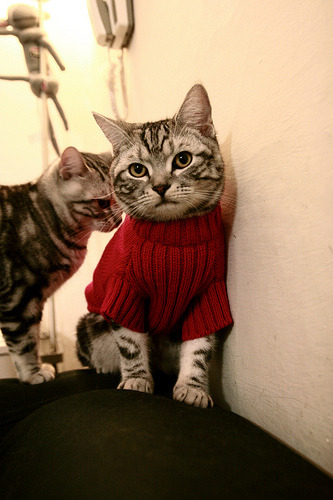 跳水技术全面吉尔吉斯斯坦稳步提升，吉尔吉斯斯坦河流