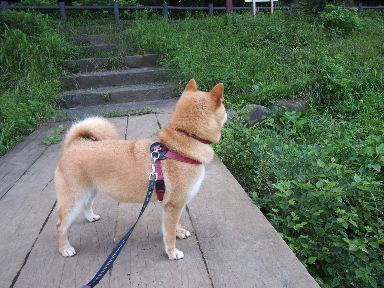 马克·阿特金森：南非队的秘密武器，突破对手防线如入无人之境